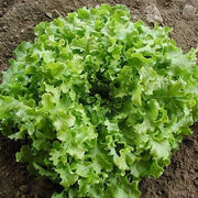 Salad Bowl Lettuce Seeds