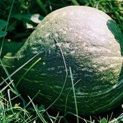 Chicago Warted Hubbard Squash Seeds