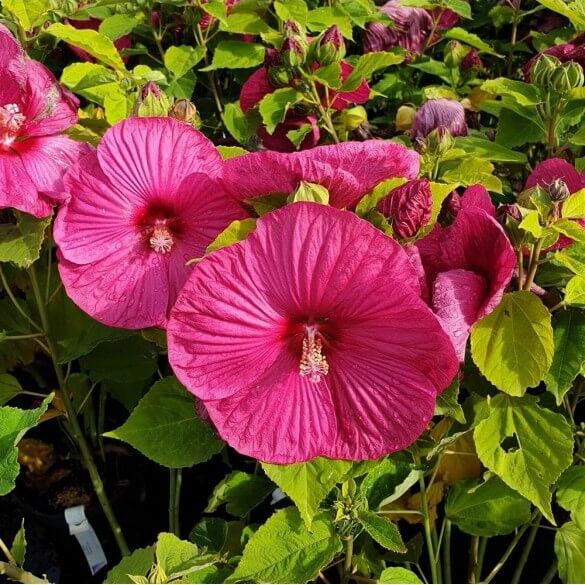 Giant Dinnerplate Hibiscus Seeds