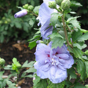 Blue Rose of Sharon Seeds