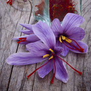 Crocus Sativus Saffron Seeds