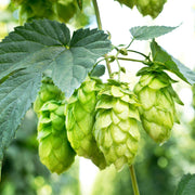 Hops Seeds