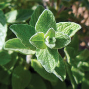 Wild Zaatar Oregano Seeds, Herbal