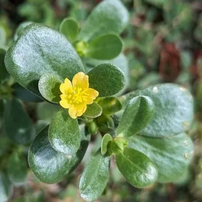 Portulaca Oleracea Seeds, Herbal