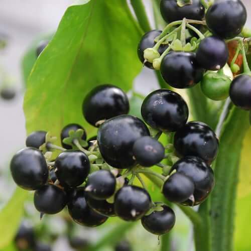 Huckleberry Seeds