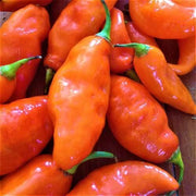 Habanada Pepper Seeds