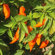 Sweet Pepper Habanada Seeds
