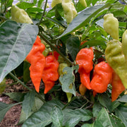Sweet Pepper Habanada Seeds