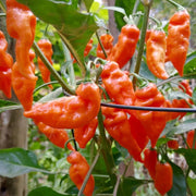 Sweet Pepper Habanada Seeds