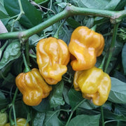 Habanero Mustard Pepper Seeds