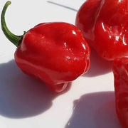 Chili Habanero Pepper Seeds
