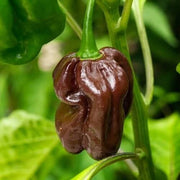 Chocolate Habanero Pepper Seeds