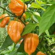 Heirloom Habanero Seeds
