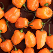 Heirloom Habanero Seeds