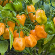 Heirloom Habanero Seeds