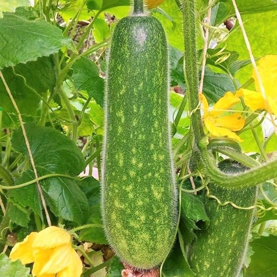 Hairy Melon Seeds