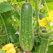 Hairy Melon Seeds