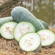 Hairy Melon Seeds