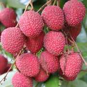 Hak Ip Lychee Seeds