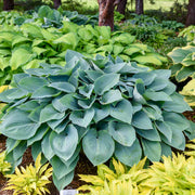 Halcyon Hosta Seeds - Flower Plant