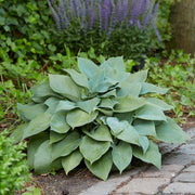 Halcyon Hosta Seeds - Flower Plant