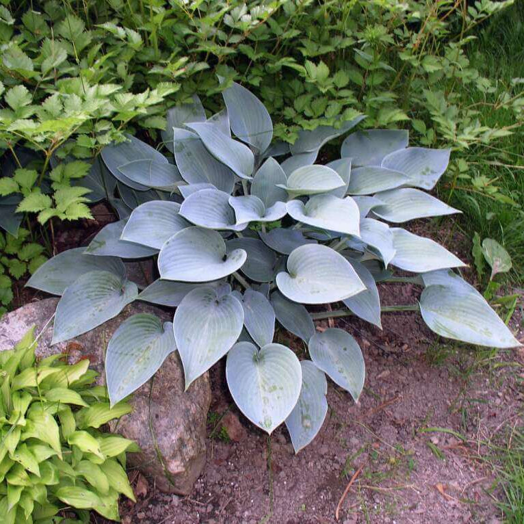 Halcyon Hosta Seeds - Flower Plant