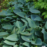 Halcyon Hosta Seeds - Flower Plant