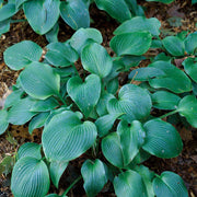 Halcyon Hosta Seeds - Flower Plant