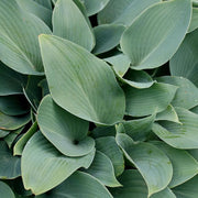 Halcyon Hosta Seeds - Flower Plant