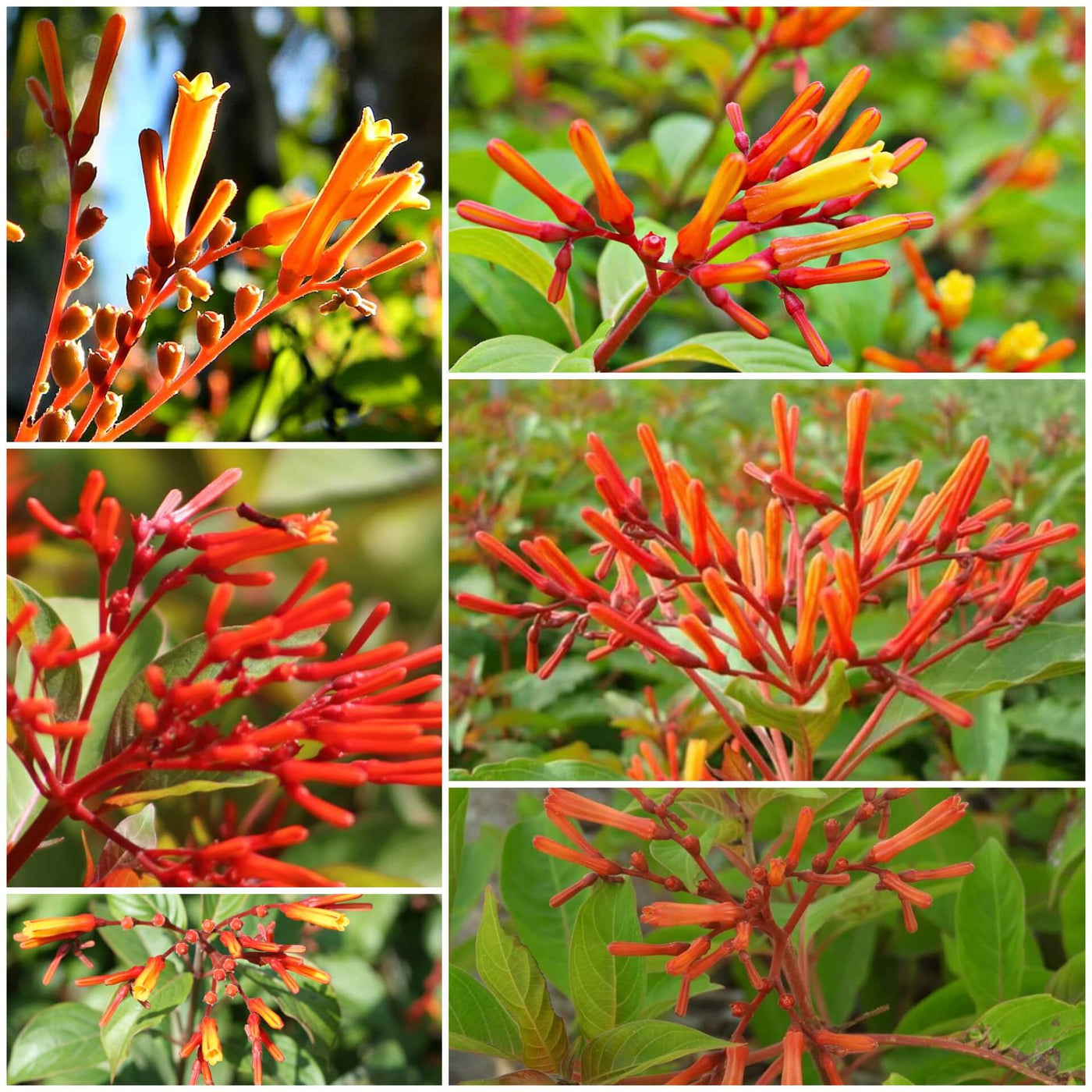Hamelia Patens Seeds - All In One For Home Gardens