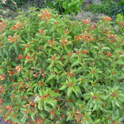 Hamelia Patens Seeds - Flower Plant