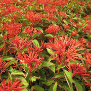 Hamelia Patens Seeds - Flower Plant