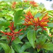 Hamelia Patens Seeds - Flower Plant