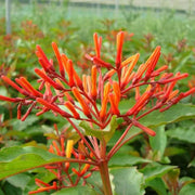 Hamelia Patens Seeds - Flower Plant