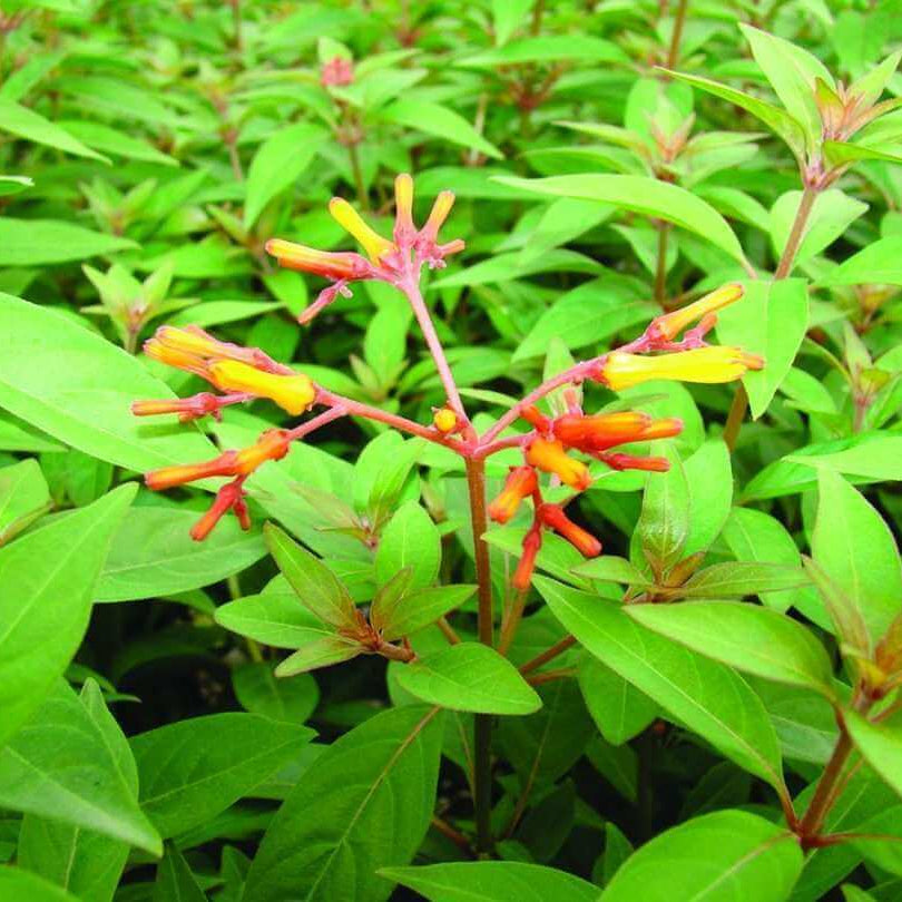 Hamelia Patens Seeds - Flower Plant