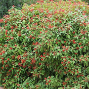 Hamelia Patens Seeds - Flower Plant