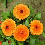 Flower Bed Calendula Seeds