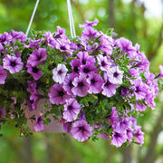 Hanging Basket Flower Seeds - Flower Plant