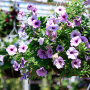 Hanging Basket Flower Seeds - Flower Plant