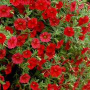 Hanging Basket Flower Seeds - Flower Plant