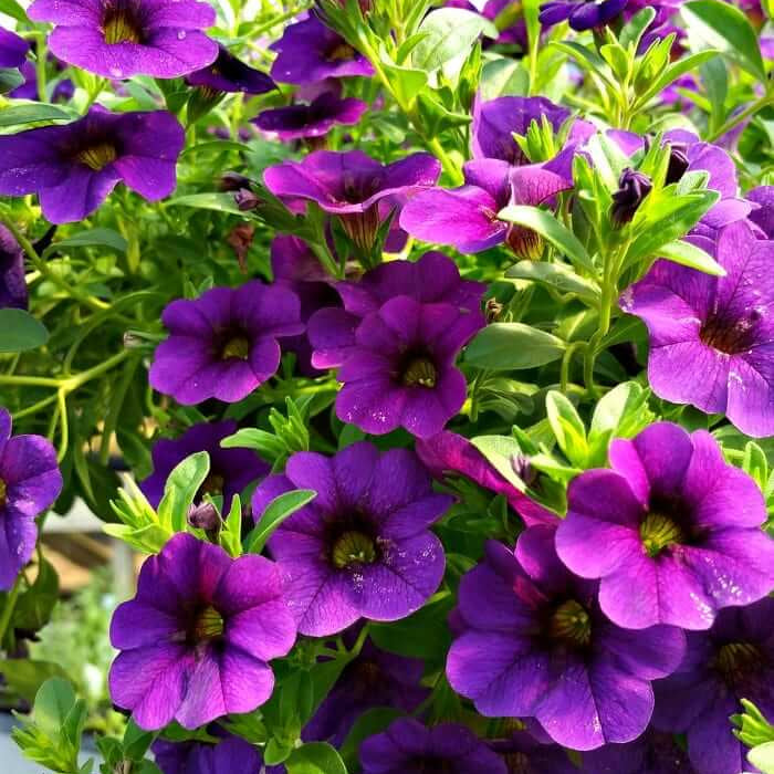 Hanging Basket Flower Seeds - Flower Plant