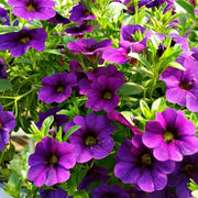 Hanging Basket Flower Seeds - Flower Plant