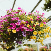 Hanging Basket Flower Seeds - Flower Plant