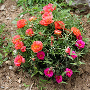 Moss Rose Seeds – Portulaca grandiflora