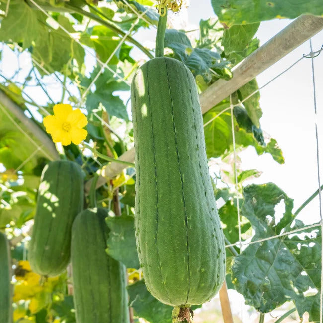 Thick-Skinned Hardshell Gourd Seeds