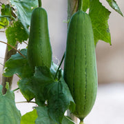 Thick-Skinned Hardshell Gourd Seeds