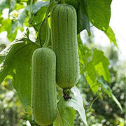 Thick-Skinned Hardshell Gourd Seeds