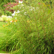 Hardy Bamboo Seeds - Ornamental Bamboo Landscape Seeds