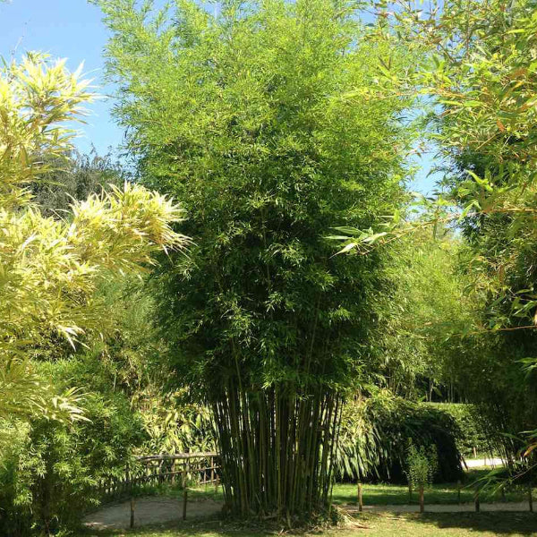 Hardy Bamboo Seeds - Ornamental Bamboo Landscape Seeds