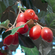 Hardy Berry Shrub Seeds